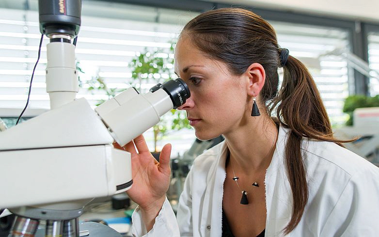 GRAFE - Entwicklung GRAFE - Entwicklung